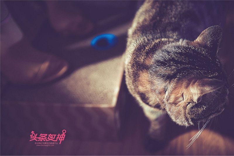 图片[4]-[Toutiaogirls] 2018.05.03 刘博启-芒果图库